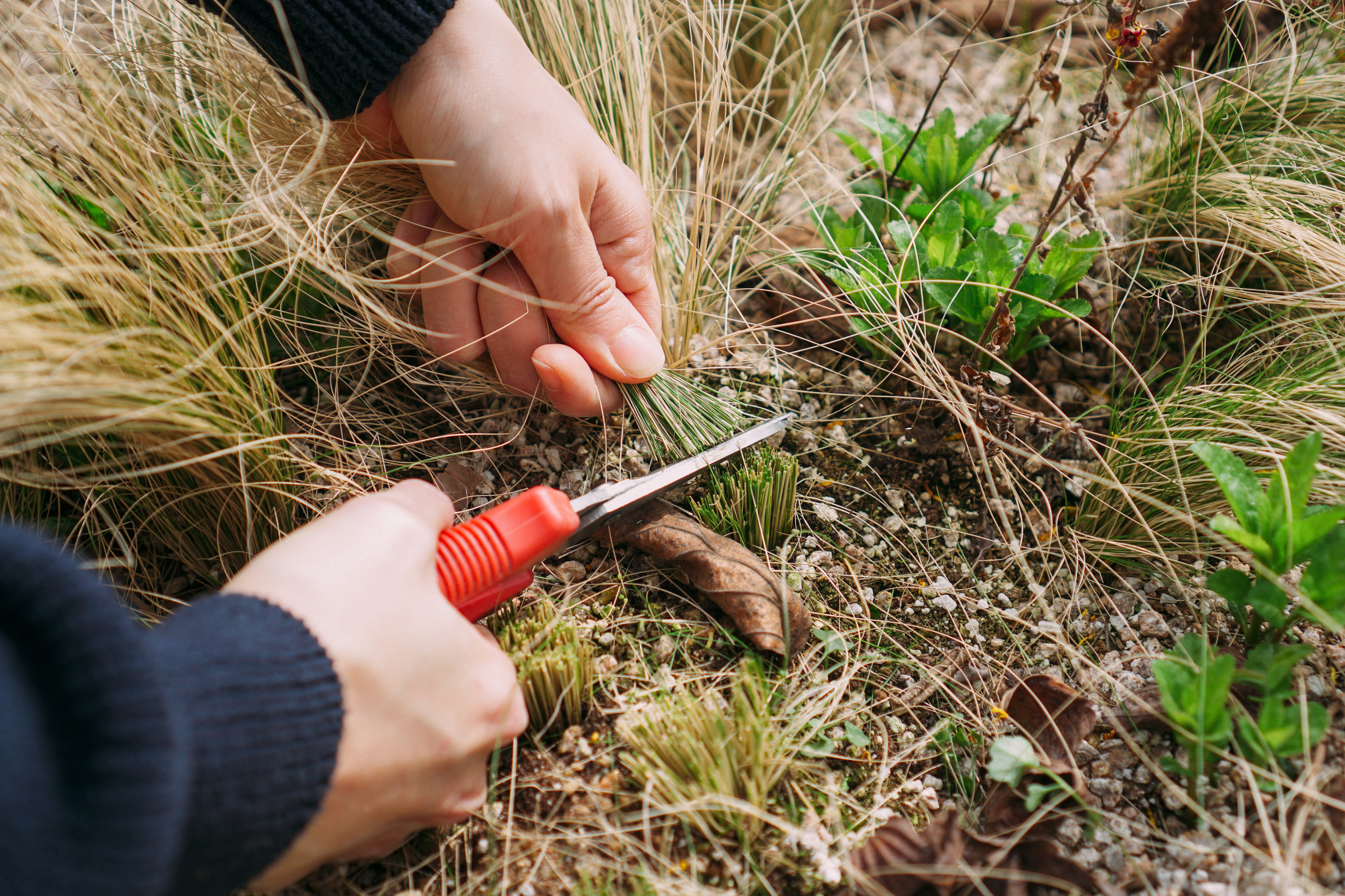 prednost odabira tepih trave za dvorište