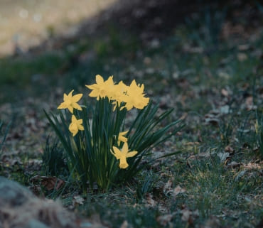 prednost odabira tepih trave za dvorište