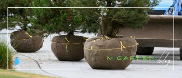 jesenja sadnja lišćara